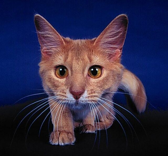 Gatti (308)